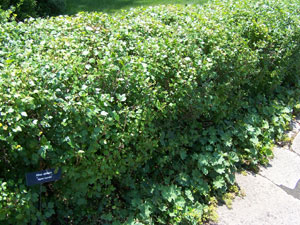 Grosellero de los Alpes - Ribes alpinum