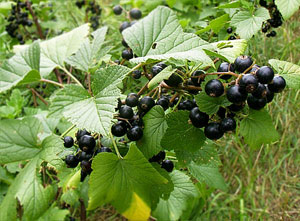 Casis, Grosella negra - Ribes nigrum