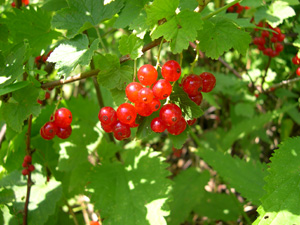 Grosellero rojo - Ribes rubrum