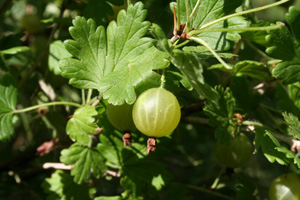 Grosella espinosa - Ribes uva crispa