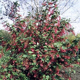 Grosellero ornamental 'Pulborough Scarlet' - Ribes sanguineum 'Pulborough Scarlet'