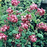 Grosellero ornamental 'Pulborough Scarlet' - Ribes sanguineum 'Pulborough Scarlet'