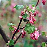 Grosellero ornamental 'Pulborough Scarlet' - Ribes sanguineum 'Pulborough Scarlet'