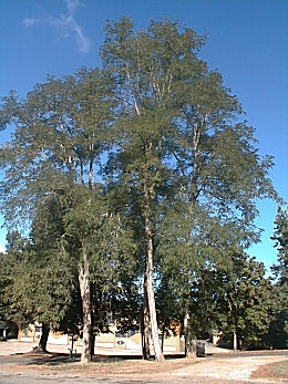 Acacia blanca o falsa acacia o robinia - Robinia pseudoacacia