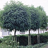 Acacia blanca o falsa acacia o robinia - Robinia pseudoacacia