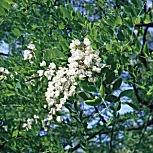 Acacia blanca o falsa acacia o robinia - Robinia pseudoacacia