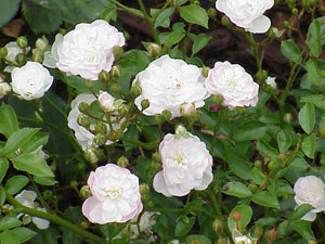 Rosal 'White Fairy' - Rosa 'White Fairy'