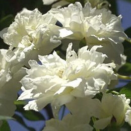 Rosal de Banks 'Albo Plena'