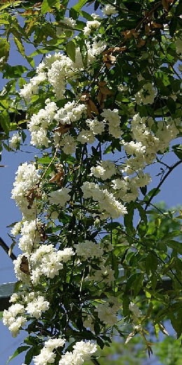 Rosal de Banks 'Albo Plena'