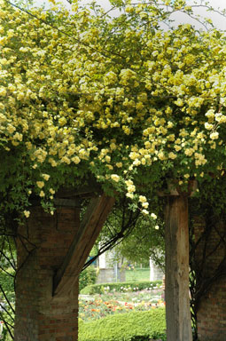 Rosal de Banks 'Lutea'