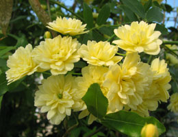 Rosal de Banks 'Lutea'
