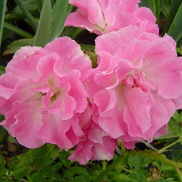 Rosal de Banks 'Rosea'