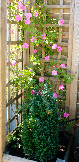 Rosal de Banks 'Rosea'