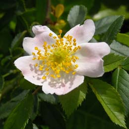 Rosal silvestre - escaramujo - Rosa canina