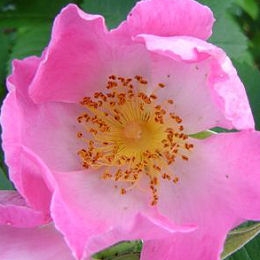 Rosal 'Complicata' - Rosa 'Complicata'