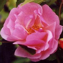 Rosal 'Cornelia' - Rosa 'Cornelia'
