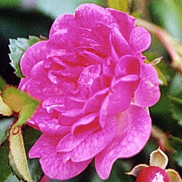  Rosal 'Fairy Rood' - Rosa 'Fairy Rood'