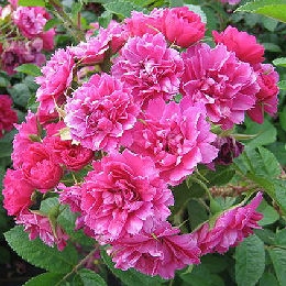 Rosal 'Grootendorst Supr�me' - Rosa 'Grootendorst Supr�me'
