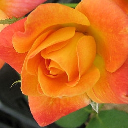Rosal 'Joseph's Coat' - Rosa 'Joseph's Coat'