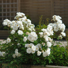 Rosal 'Little White Pet' - Rosa 'Little White Pet'