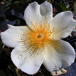 Rosal 'Mermaid' - Rosa 'Mermaid'