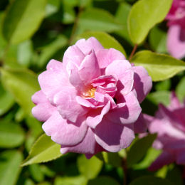  Rosal 'Old Blush' - Rosa 'Old Blush' 