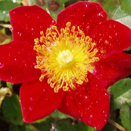 Rosal 'Red Velvet' - Rosa 'Red Velvet' 
