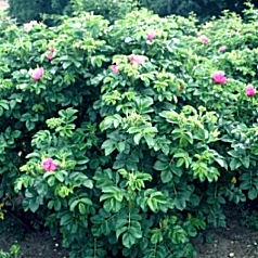 Rosal rugosa - Rosa rugosa