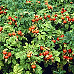 Rosal rugosa - Rosa rugosa