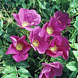Rosal rugosa - Rosa rugosa