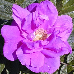  Rosal 'Roseraie de l'Hay' - Rosa 'Roseraie de l'Hay' 