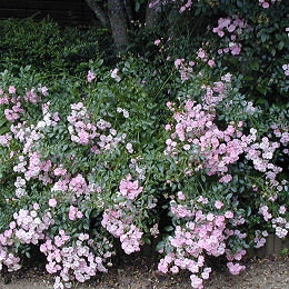  Rosal 'The Fairy' - Rosa 'The Fairy' 
