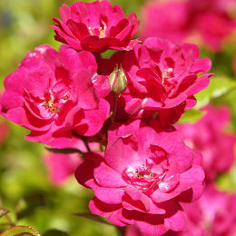  Rosal 'The fairy rubra' - Rosa 'The fairy rubra' 