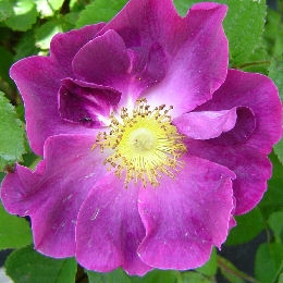 Rosal 'La belle sultane' o rosal 'Violacea'  - Rosa 'La belle sultane' o rosa 'Violacea' 