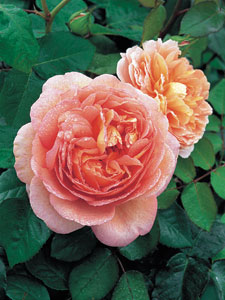 Rosal Abraham Darby&reg; (Auscot)
