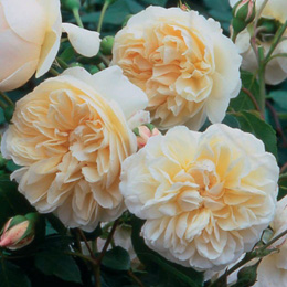 Rosal Lichfield Angel (Ausrelate)