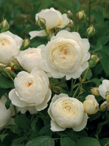 Rosal Claire Austin (Ausprior)