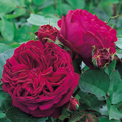 Rosal Falstaff climbing (Ausverse)