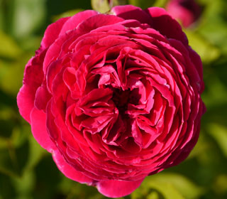 Rosal Falstaff climbing (Ausverse)