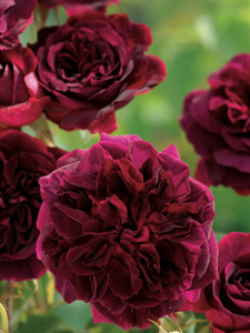 Rosal Munstead Wood (Ausbernard)