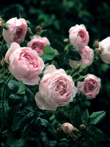 Rosal Scepter'd Isle (Ausland)