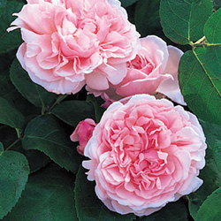 Rosal St. Swithun trepador  (Auswith)