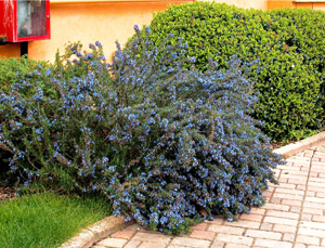 Romero rastrero - Rosmarinus officinalis 'Prostratus'