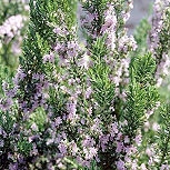 Romero o Romeo o Rosmarino - Rosmarinus officinalis