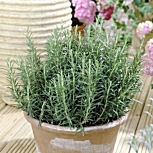Romero o Romeo o Rosmarino - Rosmarinus officinalis