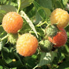 Frambuesos 'Fall Gold'
