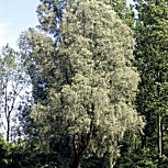 Sauce blanco o Sauce plateado - Salix alba