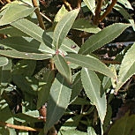 Sauce blanco o Sauce plateado - Salix alba