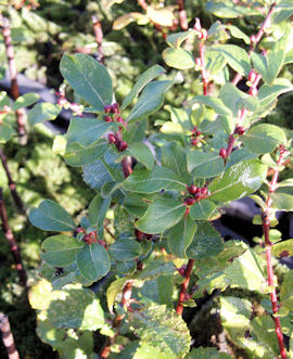 Sauce orejudo - Salix aurita