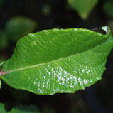 Sauce orejudo - Salix aurita